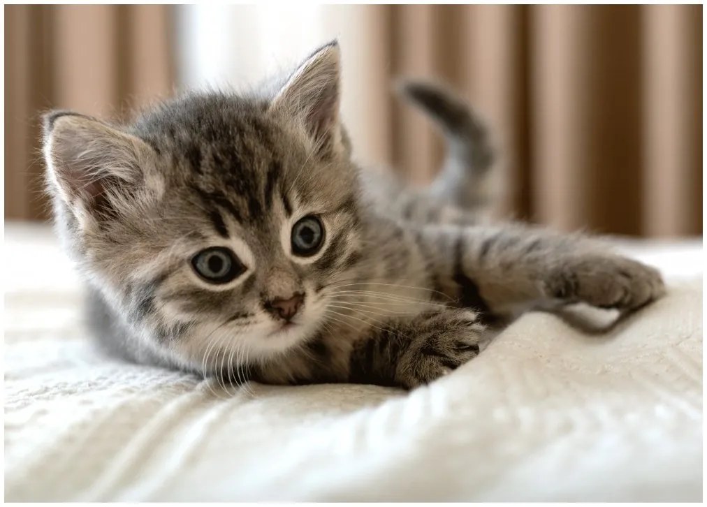 Fleecová deka Mačiatko - 100 x 140 cm