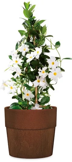 Scheurich Kvetináč Groove Plus, 31 l (orech) (100375193)