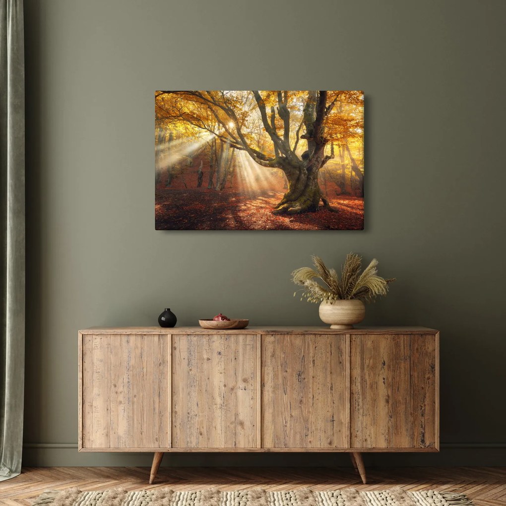 Obraz - Jesenný svit (90x60 cm)