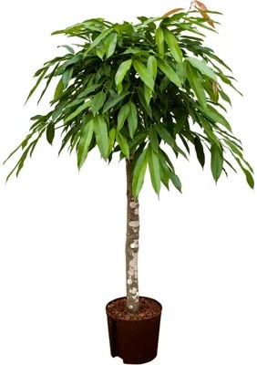 Ficus binnendijkii amstel king Stem 22/19 výška 115 cm