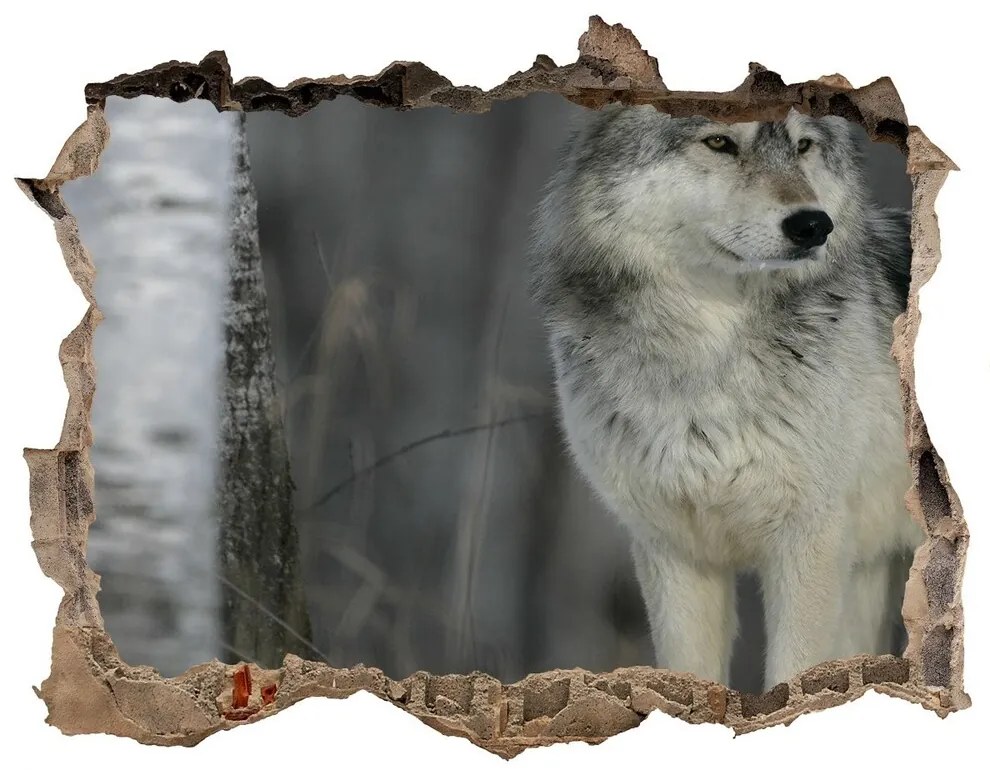 Díra 3D fototapeta na stěnu Šedý vlk nd-k-57875164