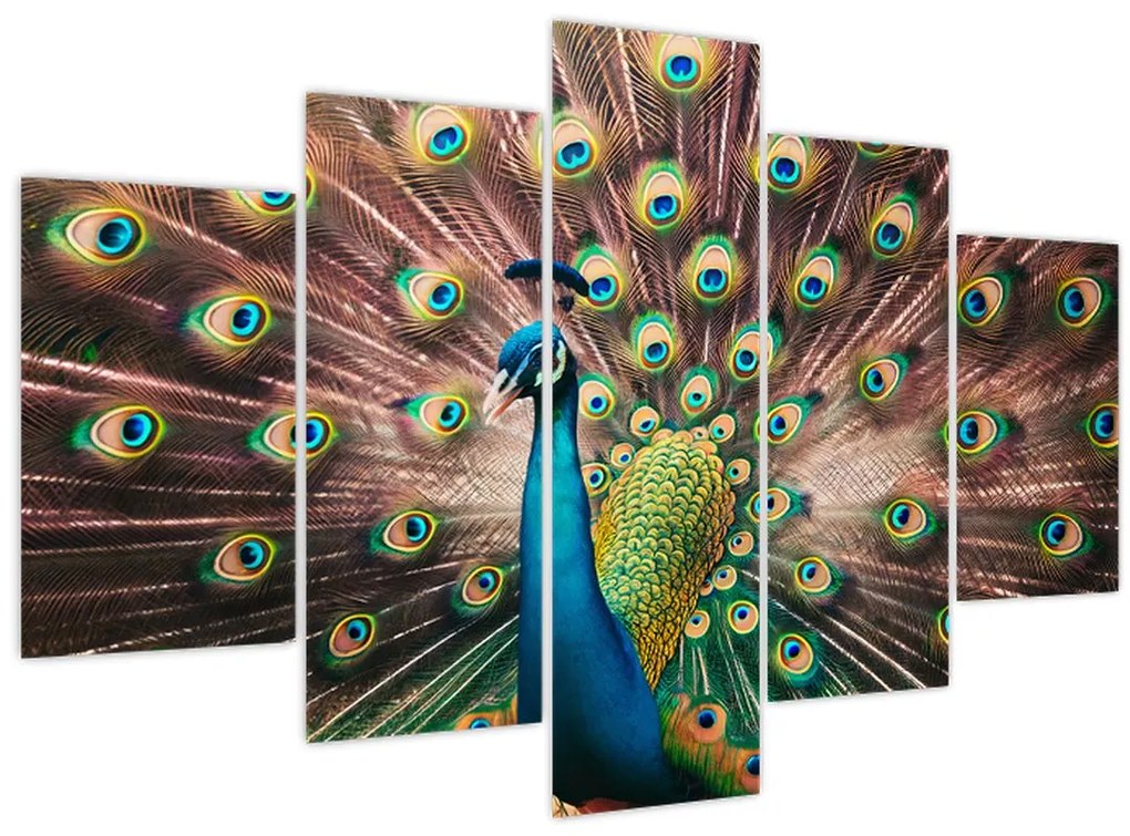 Obraz - Páv (150x105 cm)