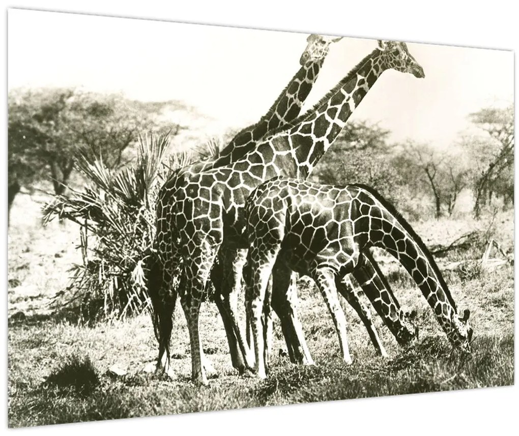Obraz - Žirafy, vintage (90x60 cm)