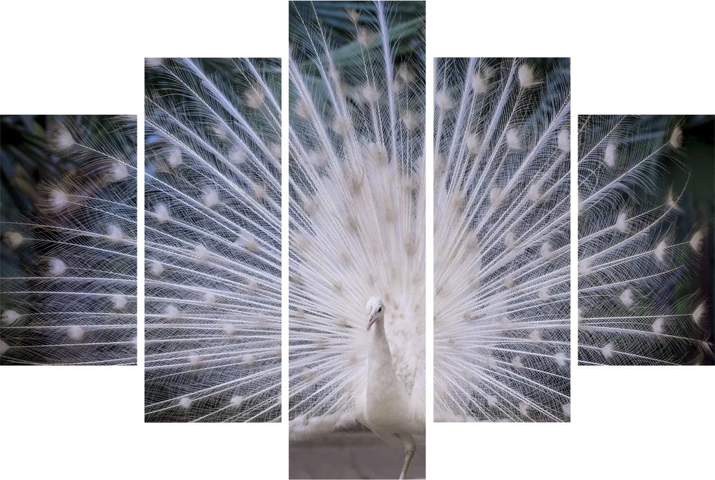 Obraz - Biely páv (150x105 cm)