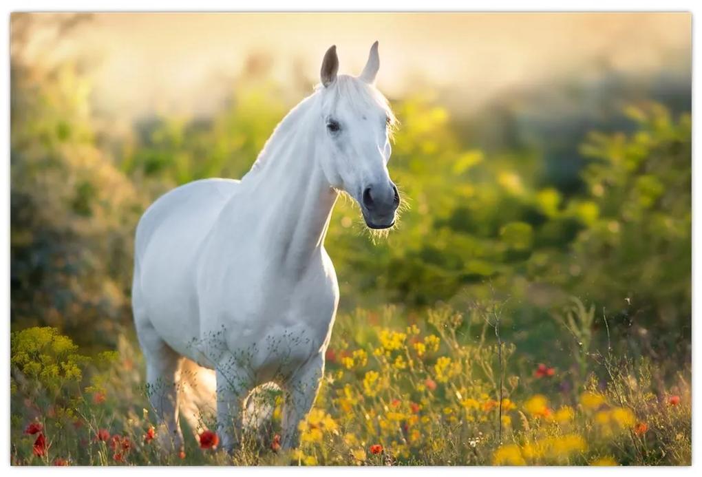 Obraz bieleho koňa na lúke (90x60 cm)