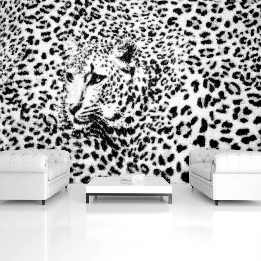 Fototapeta - Čiernobiela - gepard (254x184 cm)