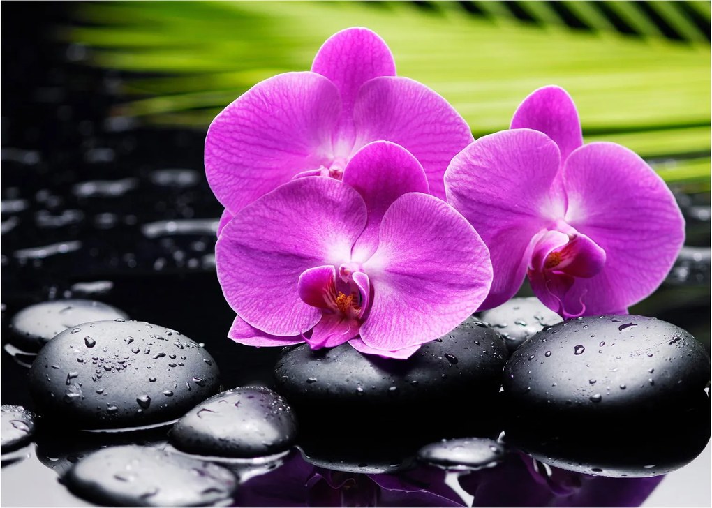 Obraz - Orchidey (70x50 cm)