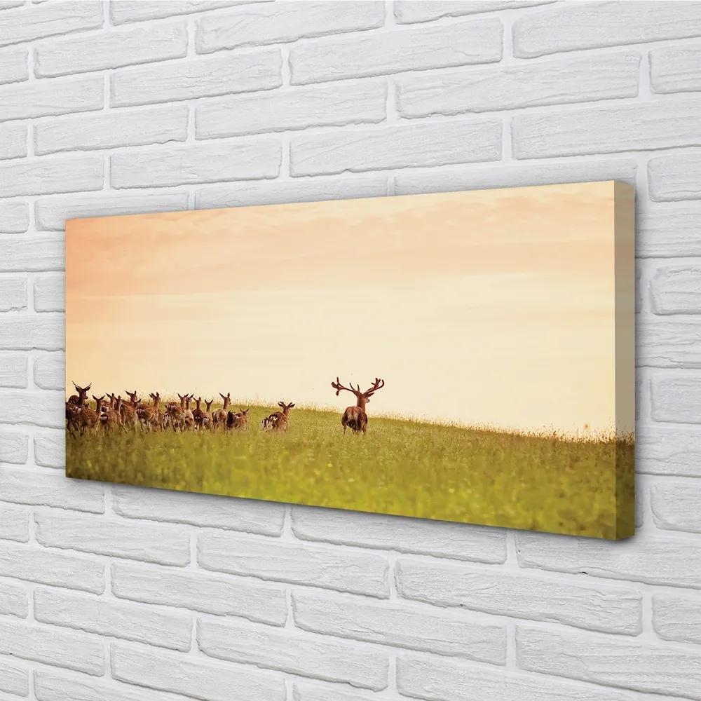 Obraz na plátne Stádo jeleňov poľa svitania 100x50 cm