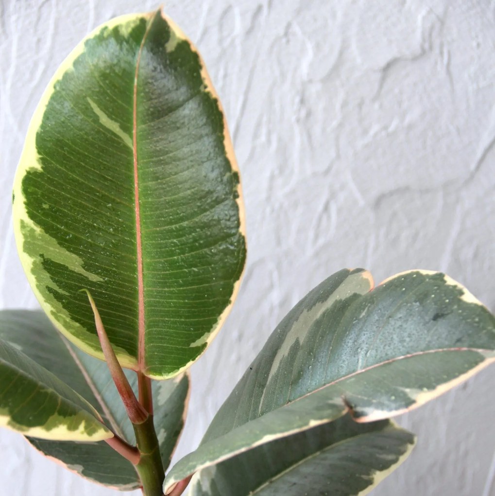 Ficus Elastica Tineke