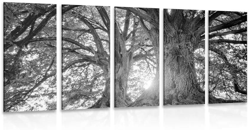 5-dielny obraz čiernobiele majestátne stromy Varianta: 100x50