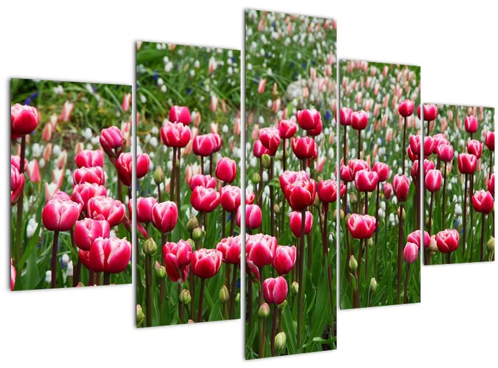 Obraz tulipánov (150x105 cm)