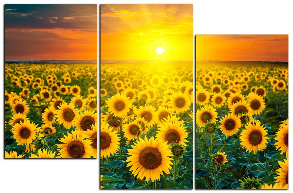 Obraz na plátne - Slnečnicové pole pri západe slnka 1199D (120x80 cm)