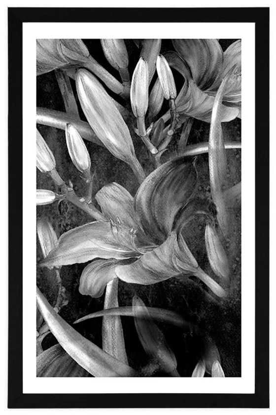 Plagát s paspartou rozkvet ľalie v čiernobielom prevedení - 40x60 black