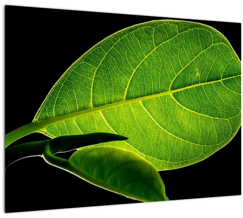 Sklenený obraz - zelený list (70x50 cm)