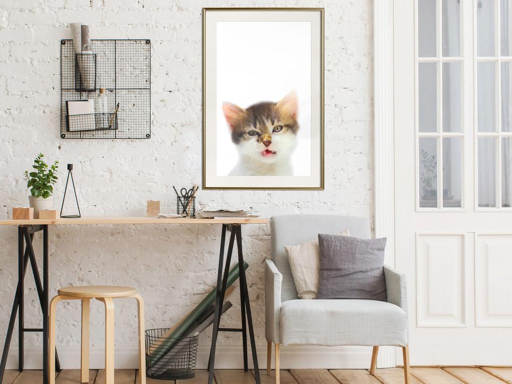 Artgeist Plagát - Vexed Cat [Poster] Veľkosť: 20x30, Verzia: Čierny rám s passe-partout