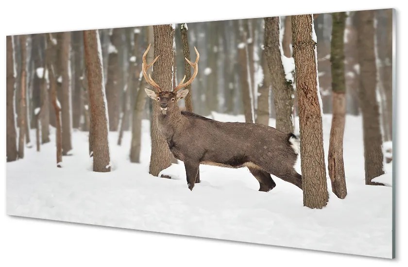 Obraz na akrylátovom skle Jeleň zimné les 100x50 cm