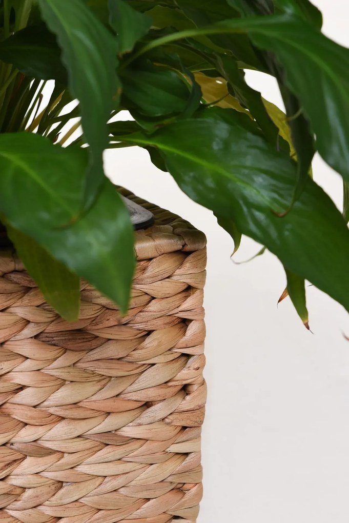 Kvetináč ASIA, vodný hyacint, výška 30 cm, natur