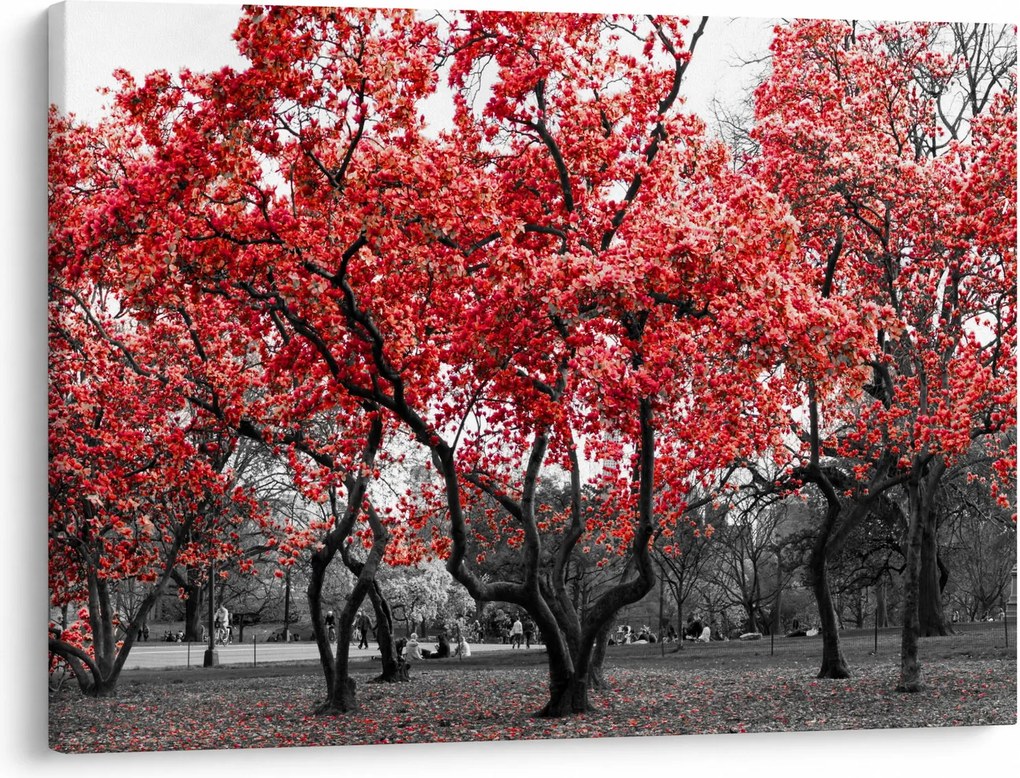 Obraz - Červené stromy, Central Park, New York (70x50 cm)