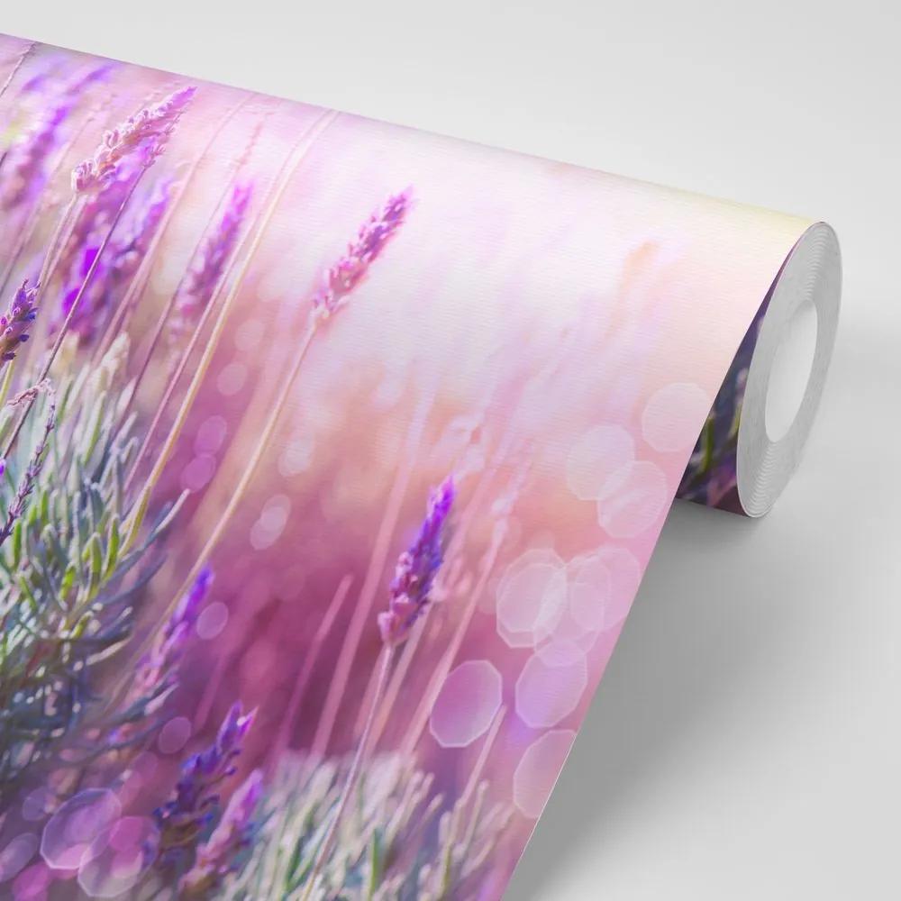 Samolepiaca fototapeta kúzelné kvety levandule - 450x300