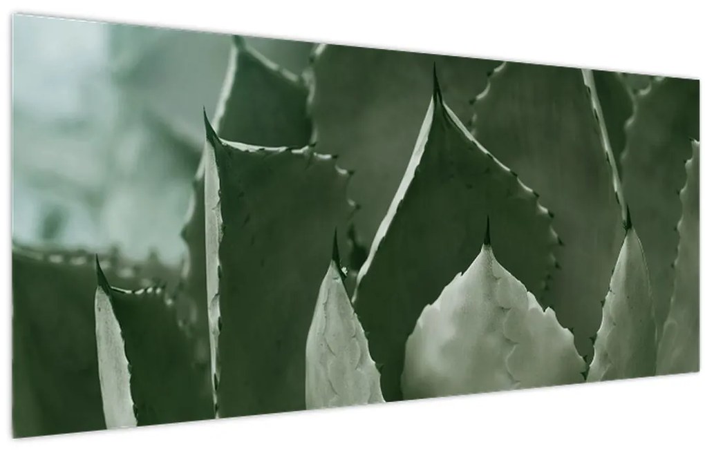 Obraz - Zelená agáve (120x50 cm)