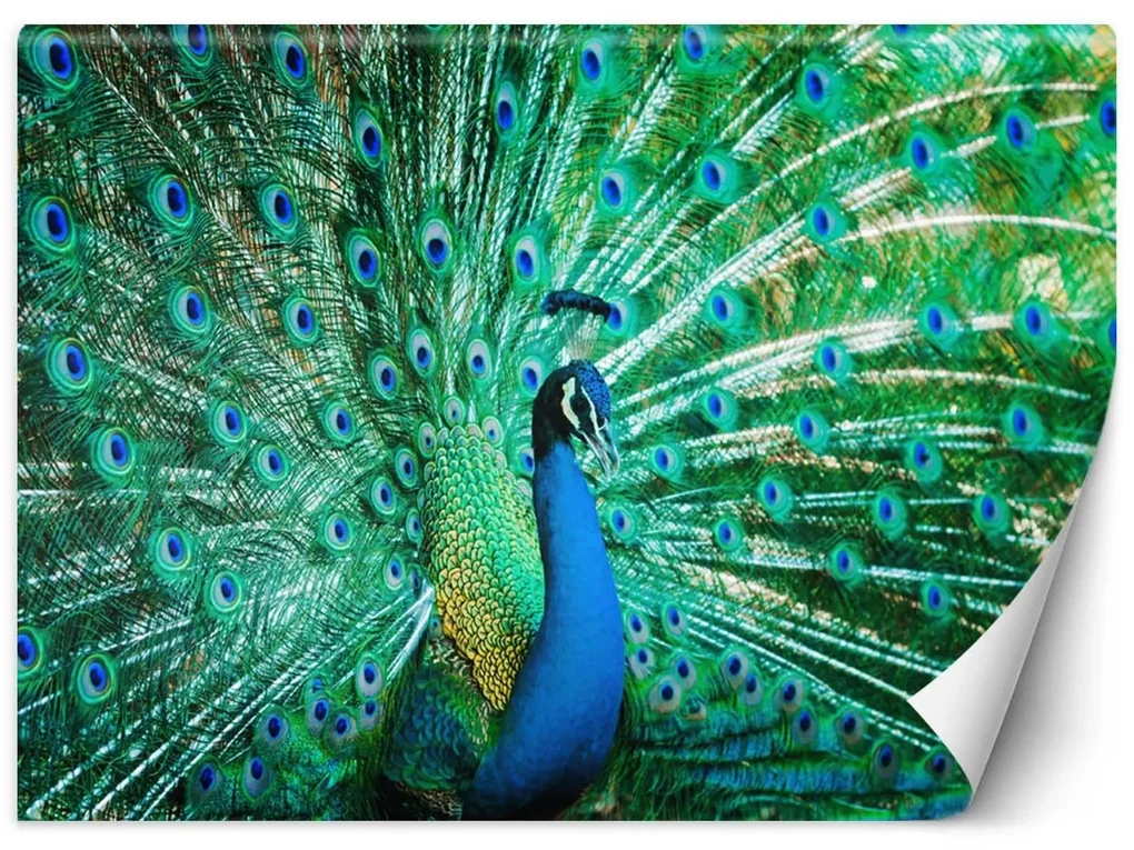Gario Fototapeta Farebný páv Materiál: Vliesová, Rozmery: 150 x 105 cm
