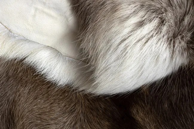 Koberec RENIFER POK008 hnedý / béžový