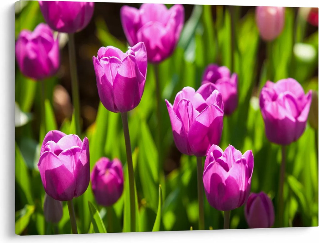 Obraz tulipánov na lúke (70x50 cm)