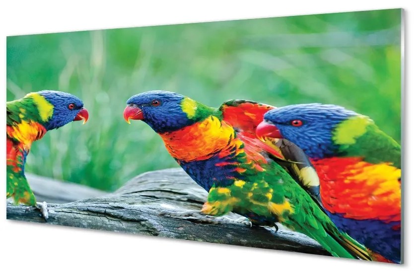 Sklenený obraz Farebný papagáj stromu 100x50 cm