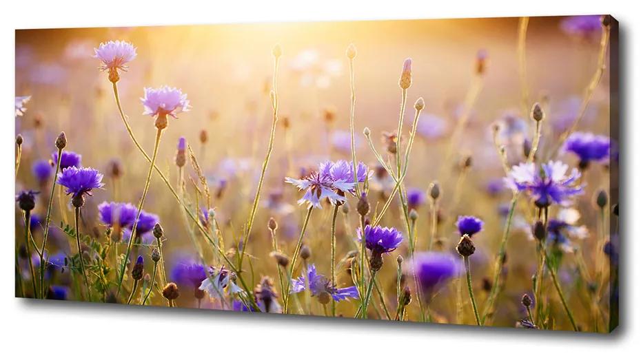 Foto obraz na plátne Plolní kvety pl-oc-125x50-f-70602610