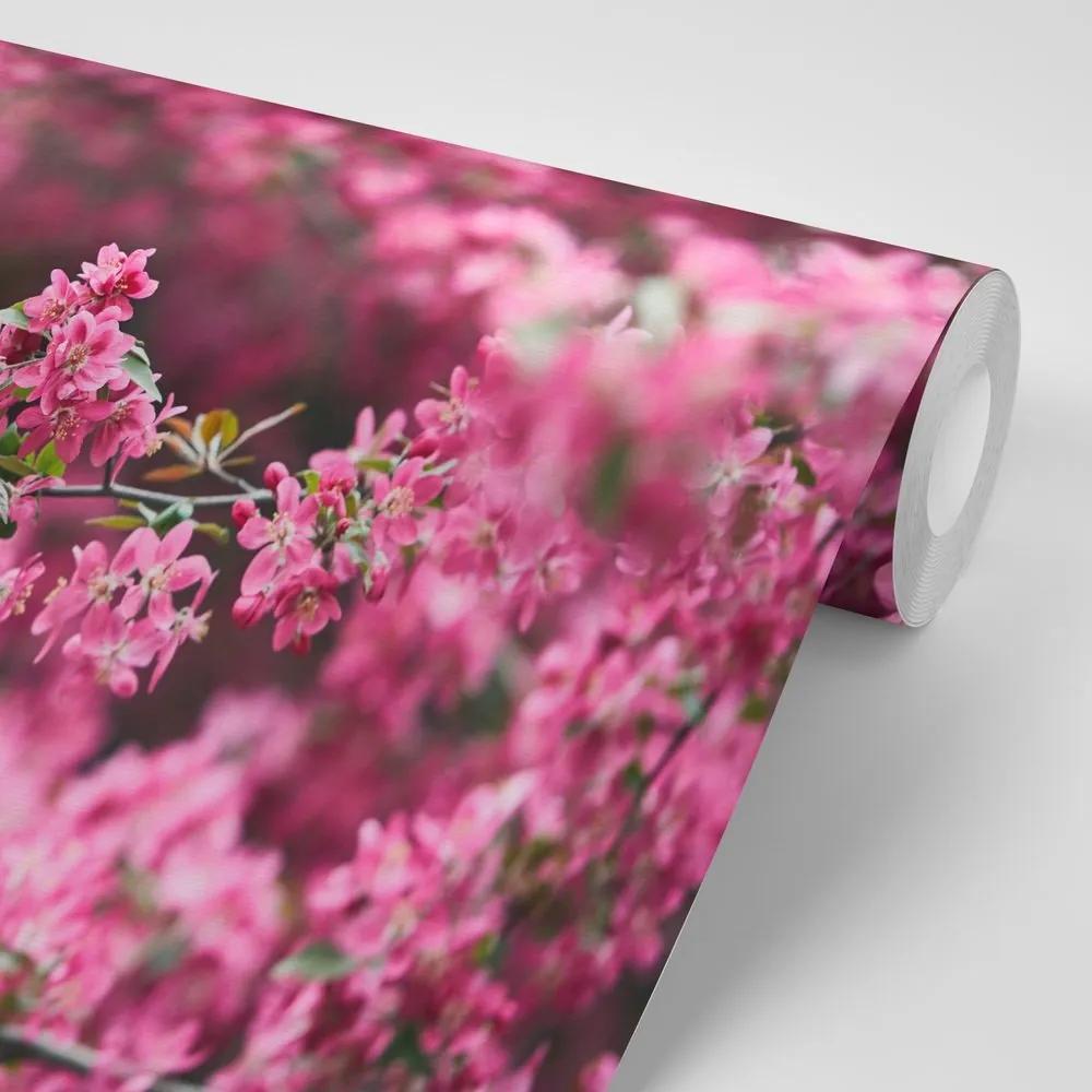Samolepiaca fototapeta detailné kvety čerešne - 150x100