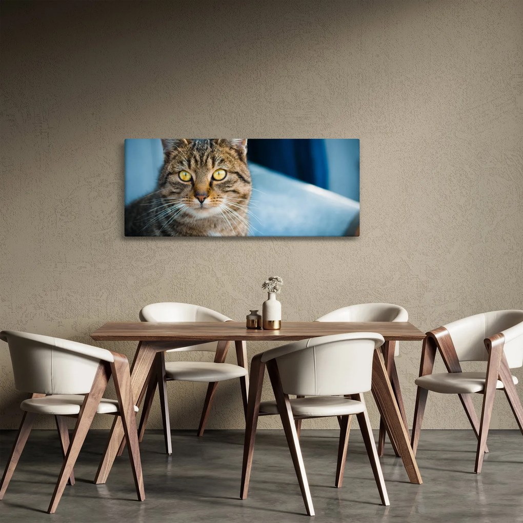 Obraz - Mačka domáca (120x50 cm)