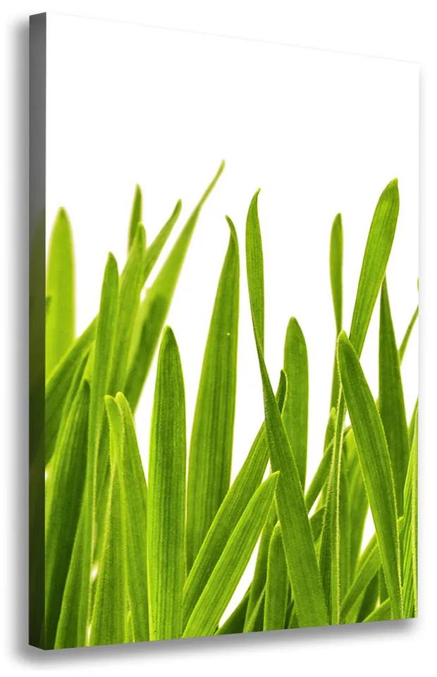 Foto obraz na plátne Zelená tráva pl-oc-70x100-f-104077320