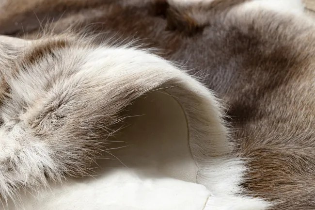 Koberec RENIFER POK008 hnedý / béžový