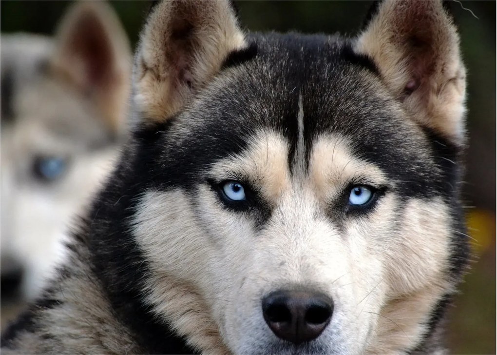 Sklenený obraz psa husky (70x50 cm)