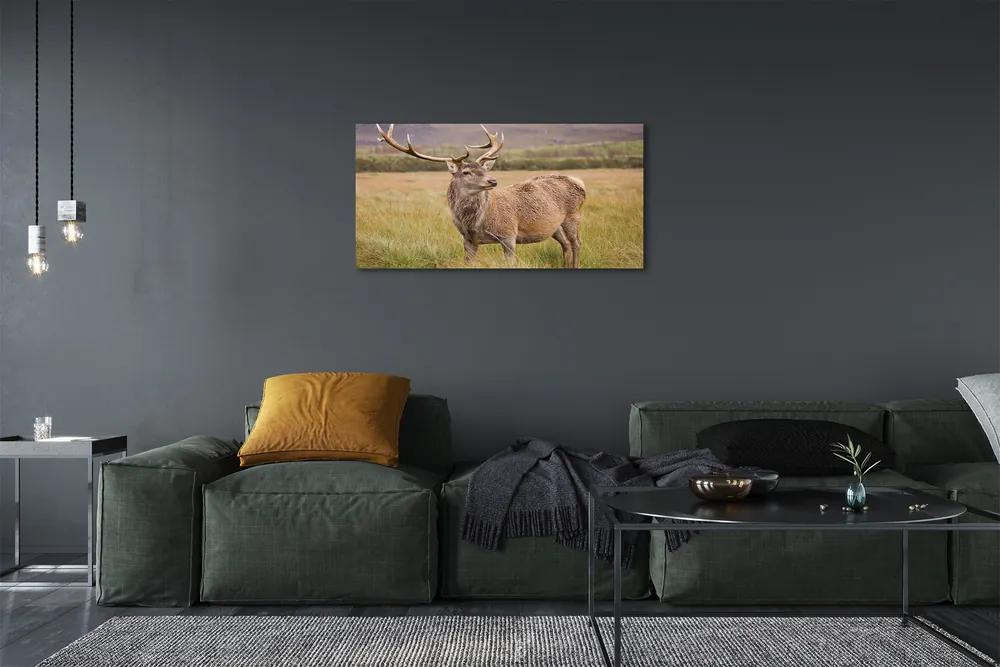 Obraz na plátne poľné jeleň 140x70 cm