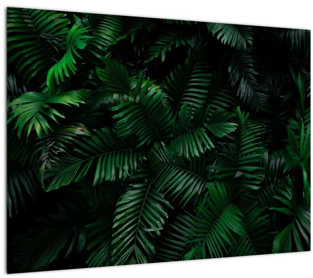 Sklenený obraz - Tropické papradie (70x50 cm)