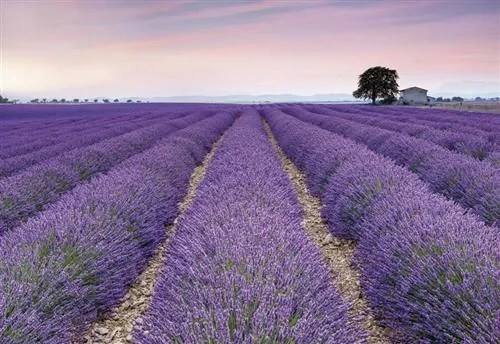 Vliesové fototapety, rozmer 368 x 248 cm, Provence, KOMAR XXL4-036