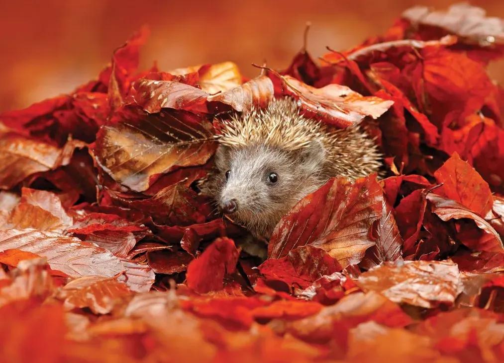 Manufakturer -  Tapeta Hedgehog in the leaves