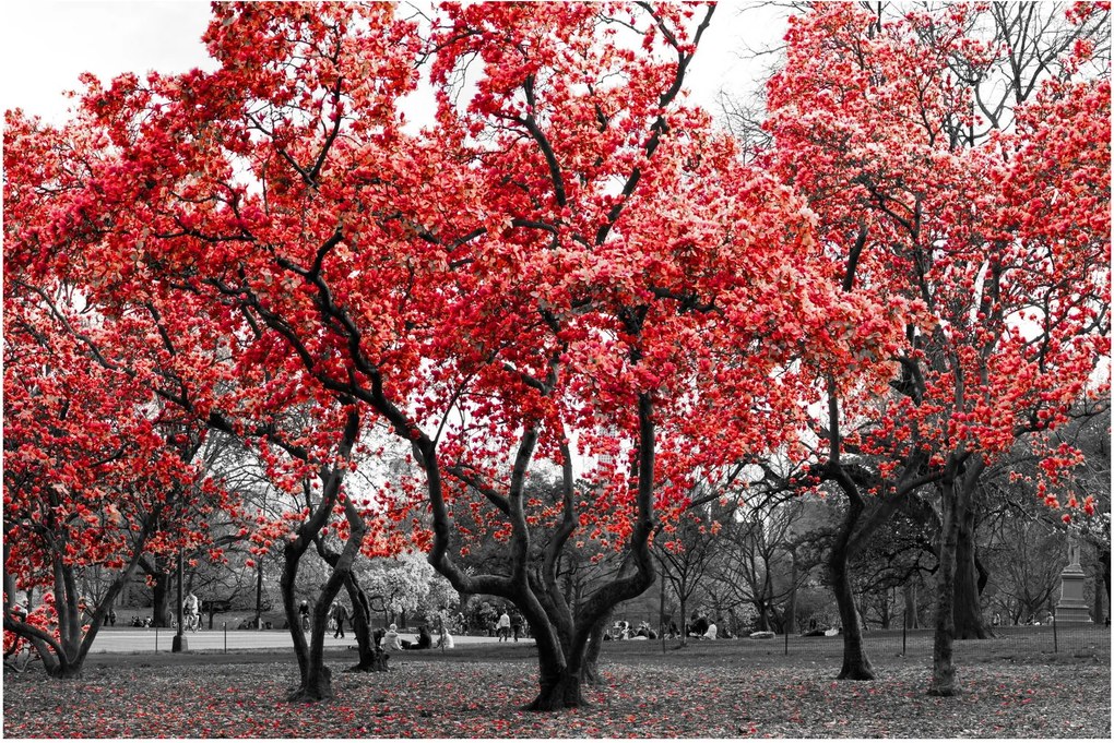 Obraz - Červené stromy, Central Park, New York (90x60 cm)