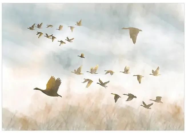Fototapeta - Golden Geese Veľkosť: 250x175, Verzia: Standard
