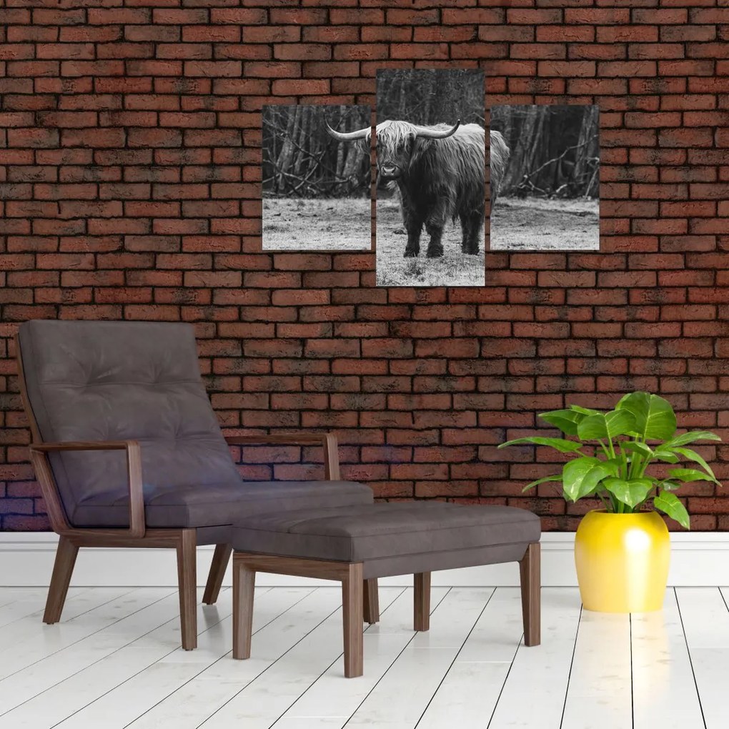 Obraz - Škótska krava (90x60 cm)