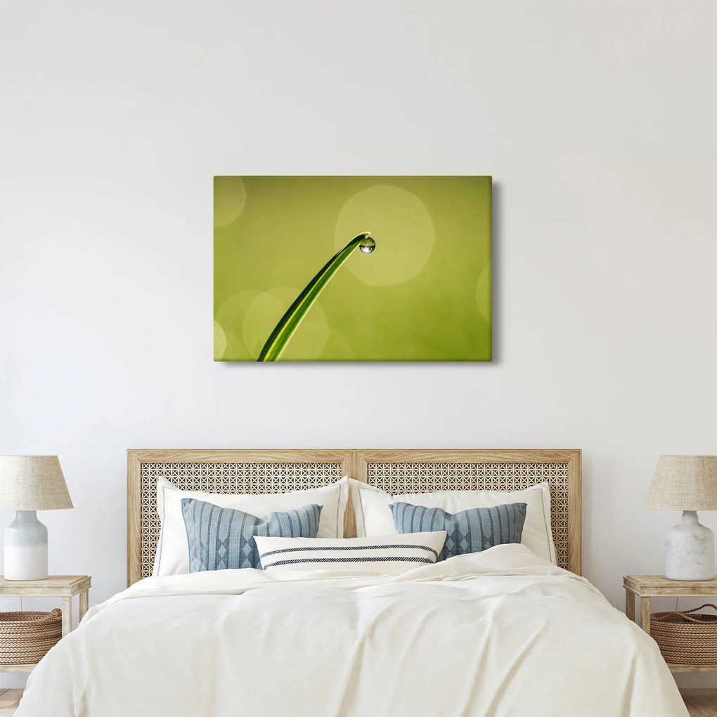 Obraz kvapky vody na tráve (90x60 cm)