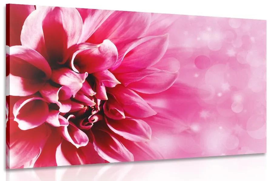 Obraz ružový kvet Varianta: 60x40