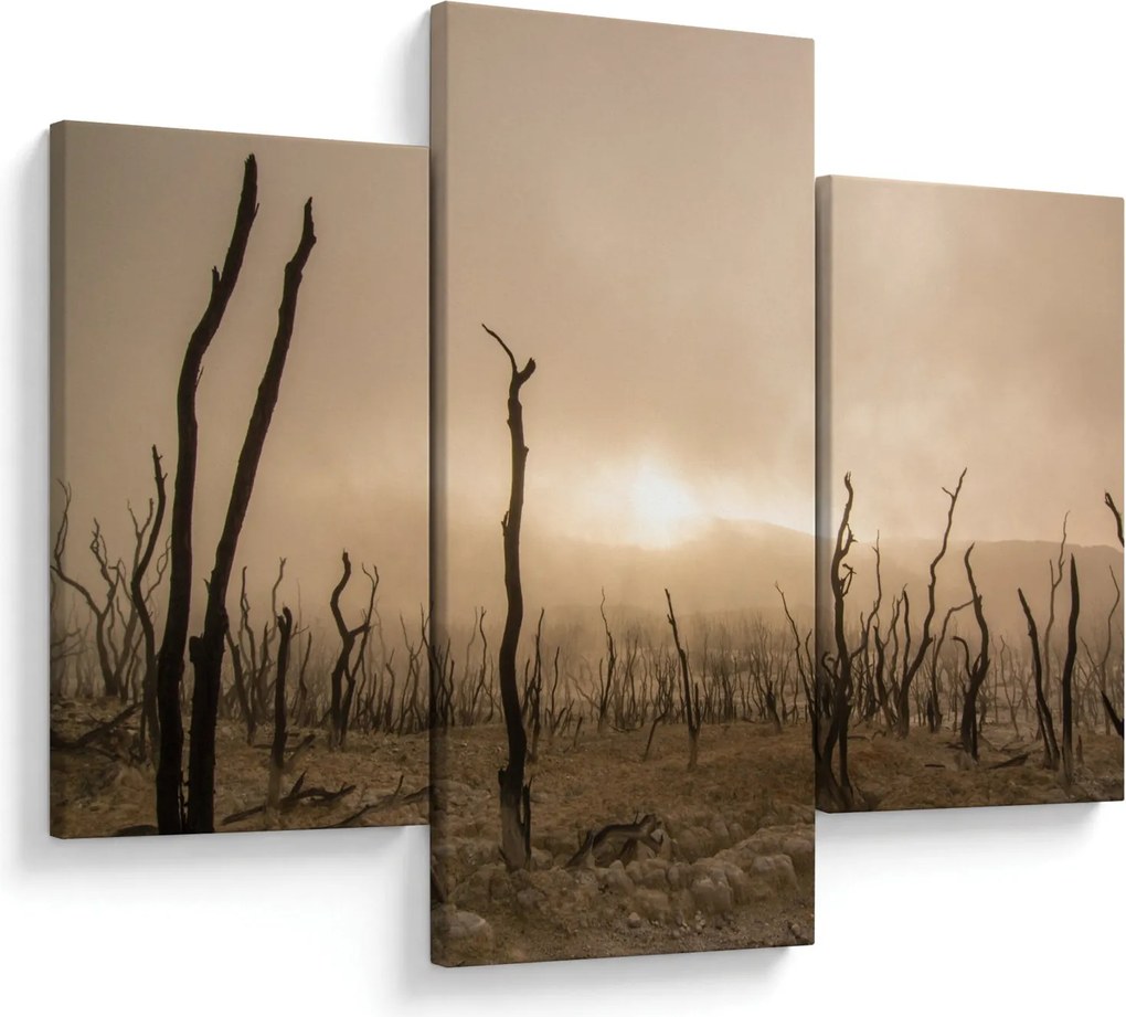 Obraz - Holé stromy (90x60 cm)