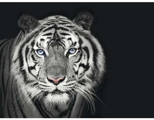 Fototapeta vliesová Tiger čb 243x184 cm