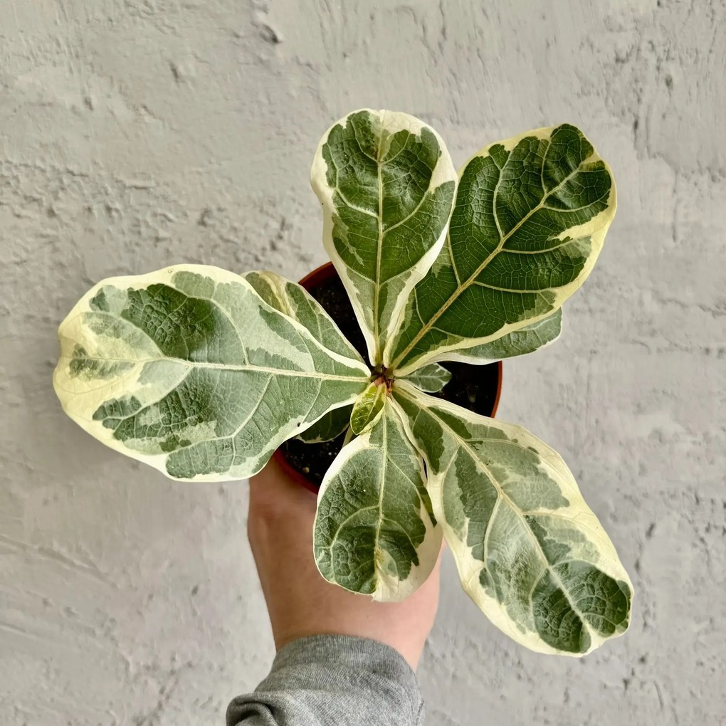 Ficus Lyrata variegata