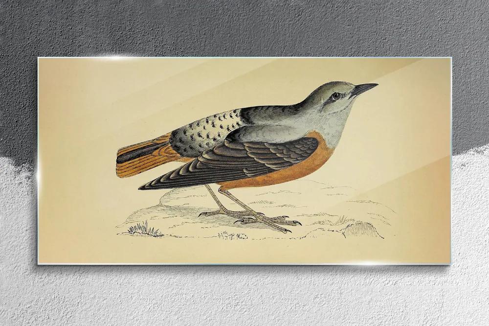 Skleneny obraz Ptačírací kreslenie