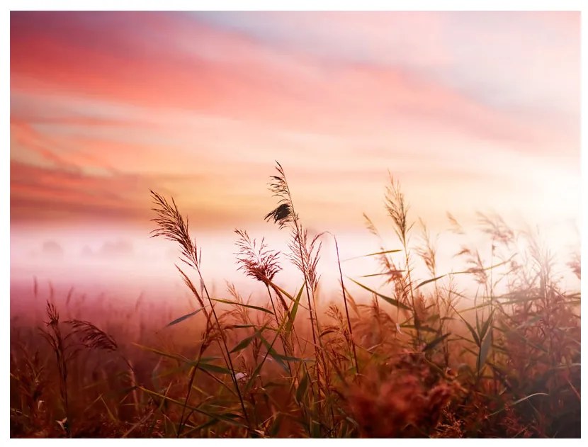 Artgeist Fototapeta - Morning meadow Veľkosť: 300x231, Verzia: Standard