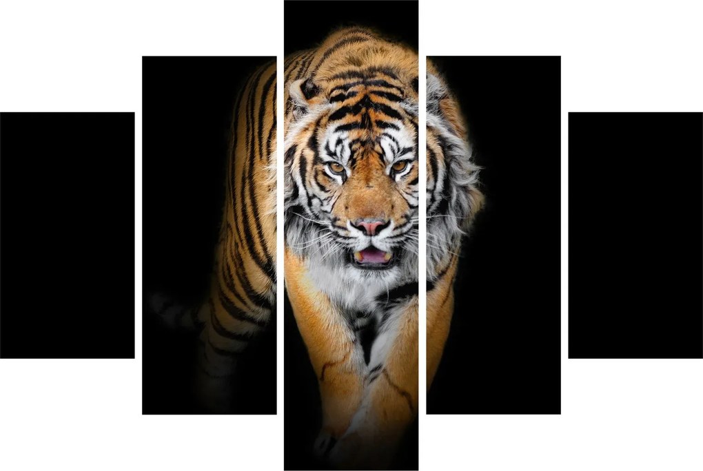 Obraz - Tiger (150x105 cm)