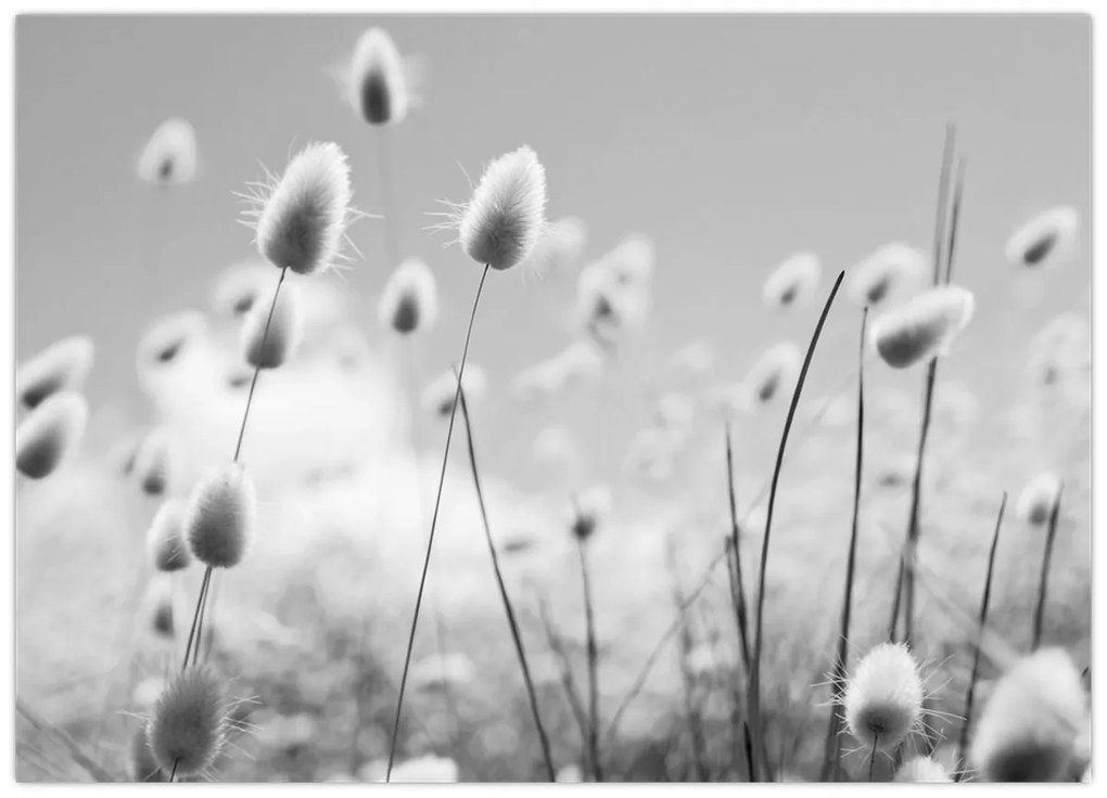 Obraz - Boho bunny tail grass (70x50 cm)
